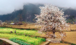 [Clip] Ngỡ ngàng trước sắc trắng tinh khôi của mùa hoa mắc cọp 