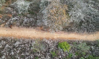 Clip: Hoa sơn tra nở trắng trời Nậm Nghiệp