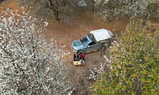 Hoa sơn tra nở trắng trời bản vùng cao Sơn La