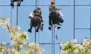 Hoa sưa nở rộ: Hà Nội vào mùa hoa trắng tinh khôi 