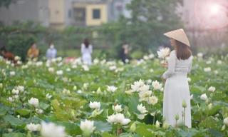 Đầm sen trắng rộng hàng nghìn mét bung nở