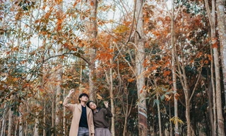 Rừng cao su thay lá ‘mê mẩn’ như trời Âu