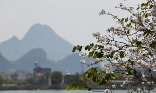 Hoa ban nở rộ dọc cung đường Tiền Phong Marathon 2023