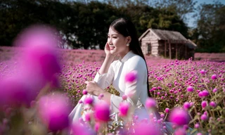 Thiếu nữ Hà thành khoe dáng bên cánh đồng hoa bách nhật