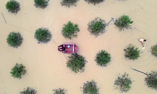 Nhìn từ trên cao vườn đào, quất Nhật Tân chìm trong biển nước