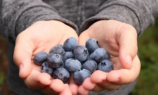 Việt quất từ ​​lâu đã được ca ngợi là một loại siêu trái cây nhờ giá trị dinh dưỡng cao.