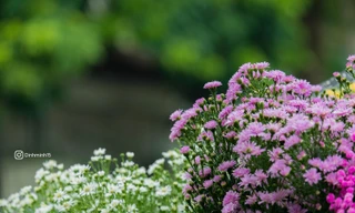 Mùa hoa cúc họa mi 'xuống phố'