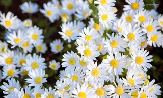 Điểm danh những vườn hoa cúc họa mi nổi tiếng ở Thủ đô