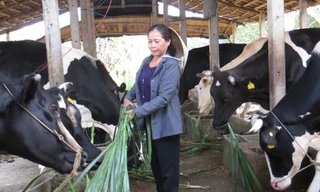 Tiêu thụ sữa ở Việt Nam thấp hơn khu vực, thua xa Phần Lan