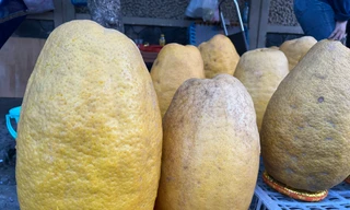 Hơn nửa triệu đồng một quả bưởi 'siêu to, khổng lồ' ở TPHCM