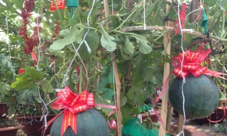 Dân Sài Gòn lùng dưa hấu cảnh 1,2 triệu đồng/chậu chơi Tết