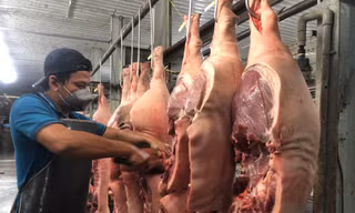 Giá thịt heo lao dốc 