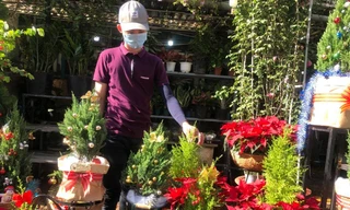 Dân Sài Gòn 'săn' tùng thơm giá rẻ chơi Noel