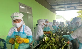 Sản xuất nha đam sáng cửa, doanh nghiệp chi mạnh tiền chia cổ tức