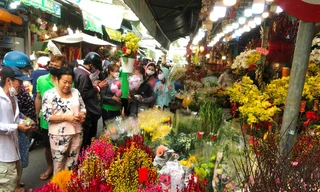 Đào Nhật Tân mini 200.000 đồng/cành đắt như tôm tươi