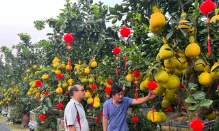 Loại quả từ Bắc vào được thắt nơ, vàng rực và thơm lừng cả con phố ở TPHCM