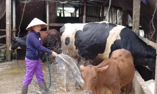 Chăn nuôi Việt Nam liên kết lỏng lẻo, phụ thuộc nhiều vào nhập khẩu