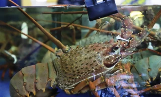 Tôm hùm Đông Úc giá 'cực chát' lần đầu xuất hiện tại Việt Nam