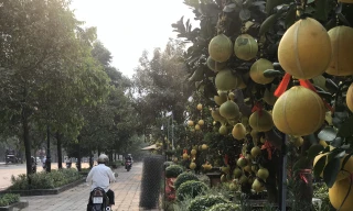 Nhiều chậu bưởi Diễn thế dep, trái to đã được khách đặt cọc từ sớm