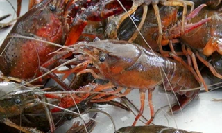 Dù bị cấm, tôm hùm đất vẫn được bán rầm rộ trên mạng