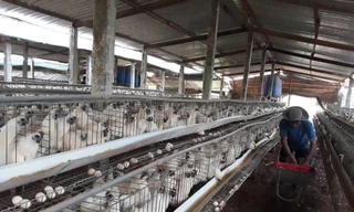 Lý do TPHCM bác đề xuất tăng giá thịt gia cầm