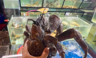 Xuất hiện loại cua có 2 càng ‘khủng’, biết trèo cây, giá siêu đắt