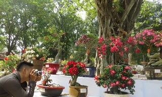 Người Sài Gòn thích thú ngắm "kỳ hoa dị thảo"