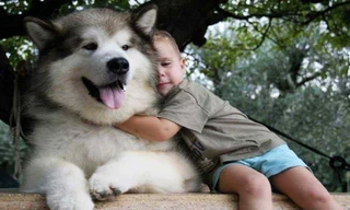 Gia đình có trẻ nhỏ nên cẩn thận khi cho chơi với thú cưng