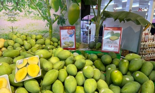 Xoài cát Hòa Lộc giá rẻ bất ngờ 