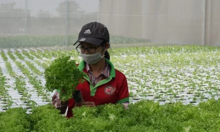 Lo ngộ độc thực phẩm, nhiều người 'trồng rau nuôi cá' tại nhà