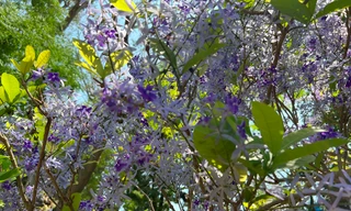 Dân Sài Gòn nhộn nhịp check-in chốn ‘kỳ hoa dị thảo’ ngày mùng 1