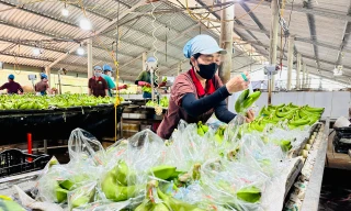 Chuối Việt Nam 'nhảy vọt’ ở Trung Quốc