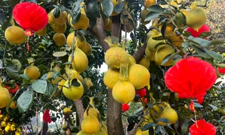 Bưởi Diễn vàng rực giá hàng chục triệu đổ bộ Sài thành