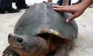 Phát hiện kỳ lạ 'ngàn năm có một': 'Cụ' Rùa ở trong cổ mộ 2.000 năm liệu có phải điềm báo?