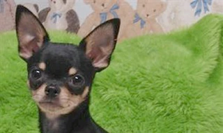 Sắp chết vẫn cố đi tìm… chó