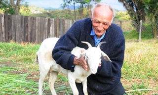 Cụ ông 74 tuổi làm đám cưới với... dê