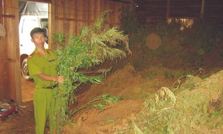 Vô tư trồng cần sa