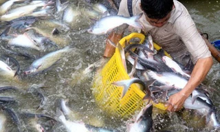 Việc Mỹ áp dụng mức thuế chống bán phá giá từ 2,39 USD/kg - 7,74 USD/kg sẽ có tác động lớn tới xuất khẩu cá tra-basa của Việt Nam