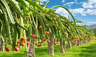 Siêu thị tại Anh dừng bán thanh long Việt Nam