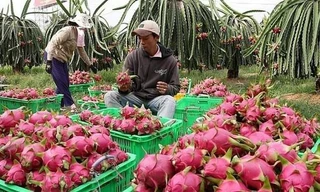 Trung Quốc dừng nhập khẩu thanh long Việt Nam do phát hiện virus SARS-CoV-2 trên bao bì