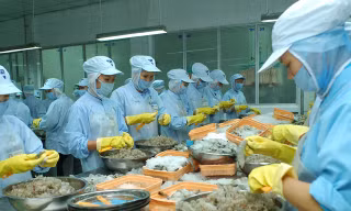 Sử dụng chất cấm trong nuôi tôm sẽ ảnh hưởng đến xuất khẩu của đất nước