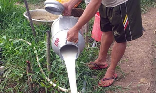 Nông dân phải đổ bỏ sữa vì không có người thu mua trong khi doanh nghiệp kêu không vận chuyển được hàng vì các quy định liên quan đến giãn cách và vận chuyển hàng hóa của Bộ Y tế