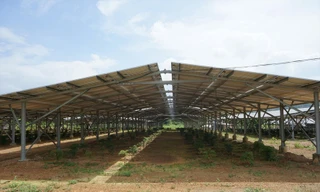 Dự án năng lượng mặt trời trá hình nông nghiệp công nghệ cao 