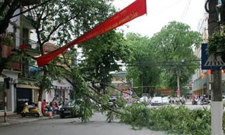 Gió to, cây gãy giữa đường