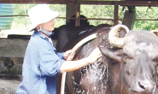 'Đại đệ tử' của Anh hùng Hồ Giáo