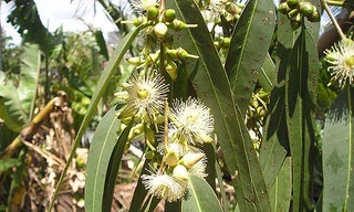 Chữa viêm xoang mà không dùng thuốc