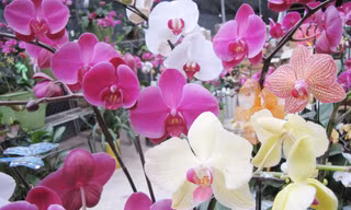 Đẹp sững sờ với hoa xuân tại Hà Nội