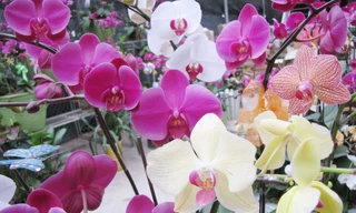 Đẹp sững sờ với hoa xuân tại Hà Nội