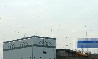Chim yến trên nhà cao tầng ở khu vực cầu Long Chánh (thị xã Gò Công). Ảnh: Đức Thịnh