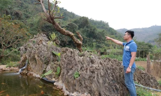 Chiêm ngưỡng khối đá giống gốc cây khổng lồ hóa thạch, được trả giá đến 18 tỷ đồng